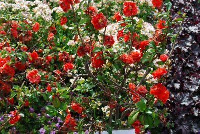 Quince Double ake™ 'Orange Storm'