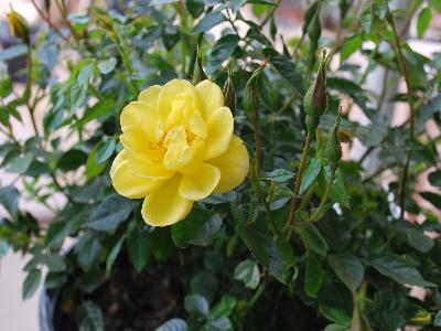 Rose landscape Oso Easy 'Lemon Zest'