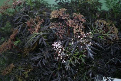 Sambucus  'Black Lace™'