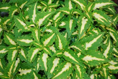 Solenostemon Colorblaze® 'Alligator Tears™'