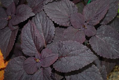 Colorblaze® Solenostemon Dark Star 