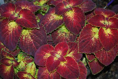 Solenostemon Colorblaze® 'Dipt in Wine'