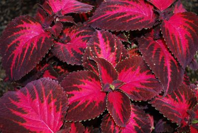 Solenostemon Colorblaze® 'Kingswood Torch'