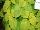 Colorblaze&reg; Solenostemon LifeLime 