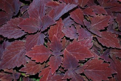 Colorblaze® Solenostemon Marooned™ 