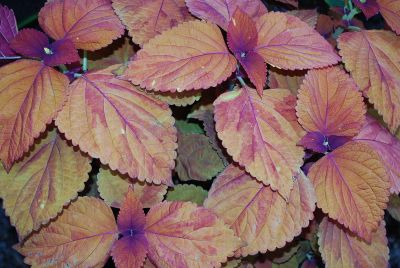 Colorblaze® Solenostemon Sedona 