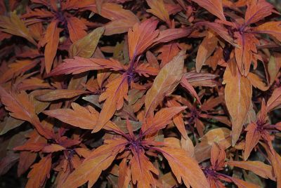 Colorblaze® Solenostemon Velvet Mocha® 