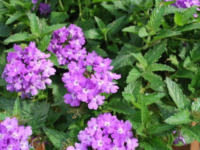 Superbena Verbena Violet Ice 