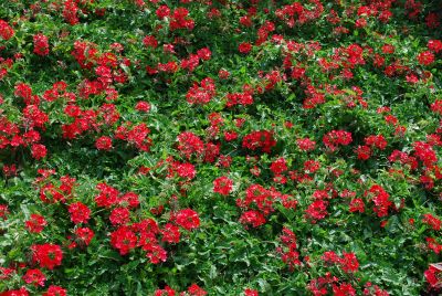 Verbena Tukana® 'Scarlet Star'