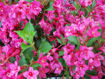 Weigela reblooming Sonic Bloom 'Pink'