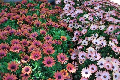 Sunny™ Osteospermum Mix 