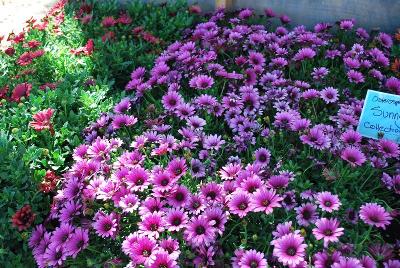 Sunny™ Osteospermum Mix 