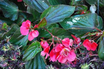 EuroAmerican: Dragon Wing™ Begonia Red 