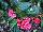 EuroAmerican: Begonia  'Red' 