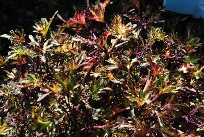 Hort Couture Plants: Coleus Merlin's Magic 