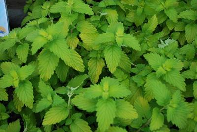 Caryopteris  'Good as Gold'