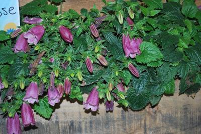 Campanula Ringsabell™ 'Mulberry Rose'