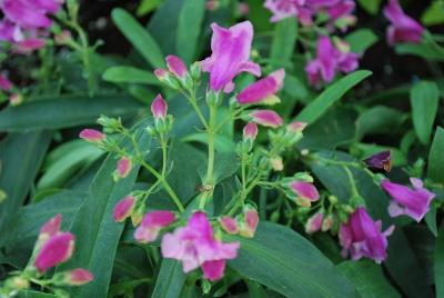 Penstemon Rock Candy 'Pink'