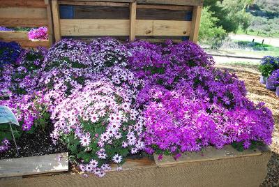 Pericallis Senetti® 'Mix'