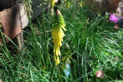 Kniphofia Rockette 'Yellow'