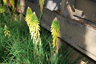 Rockette Kniphofia Yellow 