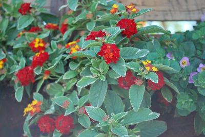  Lantana Skittles 