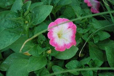 Petunia  'Angel Cake'