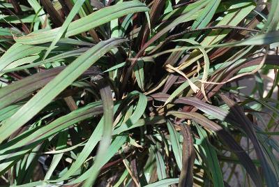 Pennisetum  'Black Stockings'