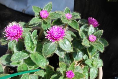  Gomphrena 'Pink Zazzle™'