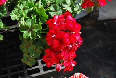 Lollipop Pelargonium 'Cherry'