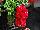 EuroAmerican: Pelargonium  'Cherry' 