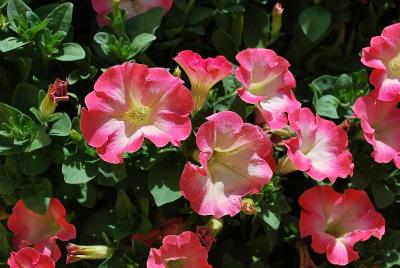 Petunia  'Angel Cake'