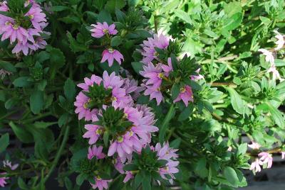  Scaevola 'Glimmer Pink™'