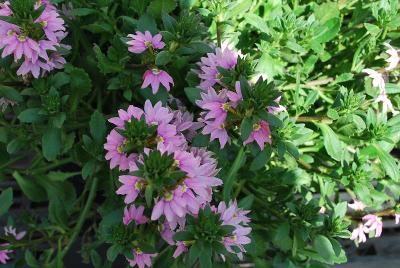 Scaevola  'Glimmer Pink™'