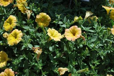 Petunia Cascadias™ 'Indian Summer'