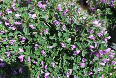 Supermint® Hesperozygis 'Midnight Mojito'
