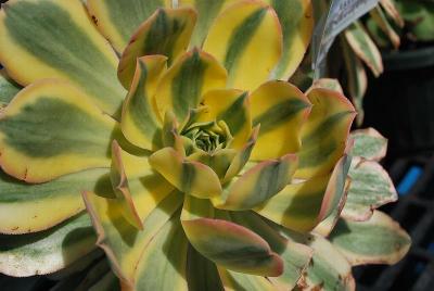 Aeonium  'Sunburst'