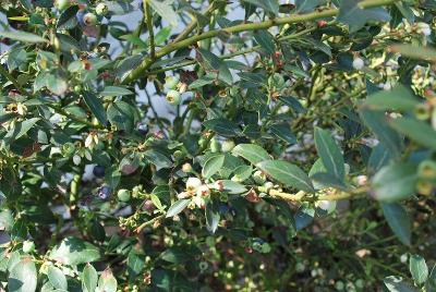 Indigo Pearls&trade; Vaccinium 'Affera'