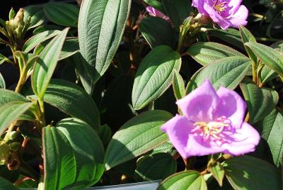  Melastoma 'Pink Minx&trade;'