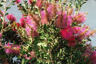  Calistmon 'Hot Pink'