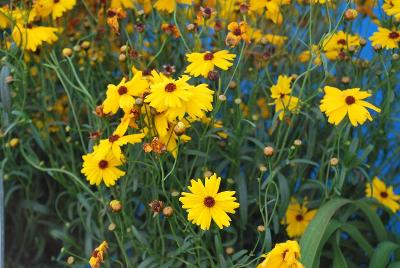 Coreopsis Coloropsis 'Sunshine Suzie'