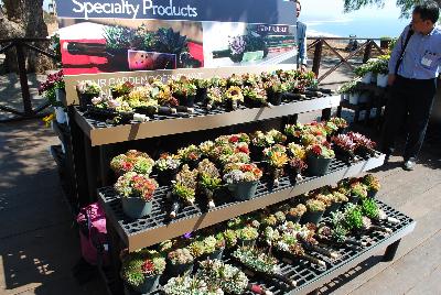 Specialty Products: From EuroAmerican Propagators @ Ventura Botanical Gardens, Spring Trials 2015.  Specialty Products.
