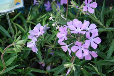 Paparazzi® Phlox Levine 