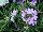 EuroAmerican: Phlox  'Levine' 