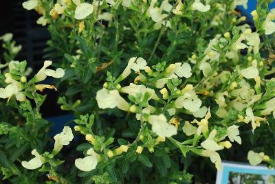  Salvia 'Lemon Light'