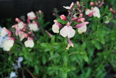 Salvia  'Fancy Dancer'