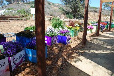 From EuroAmerican Propagators, Spring Trials 2015.: From EuroAmerican Propagators @ Ventura Botanical Gardens, Spring Trials 2015.