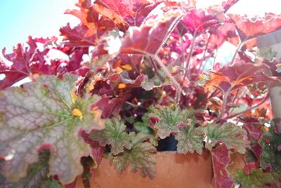 EuroAmerican: Marmalade Heuchera Ginger Peach 