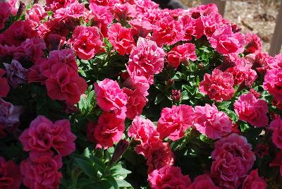 Surfinia Summer Double® Petunia Salmon 