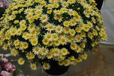 Argyranthemum Comet™ 'Yellow 2017'